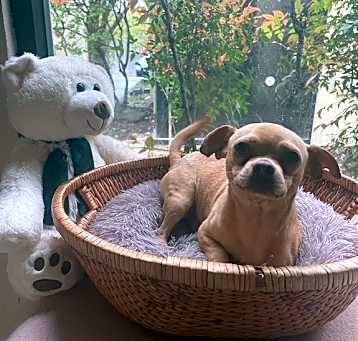 Photo of Fonzie