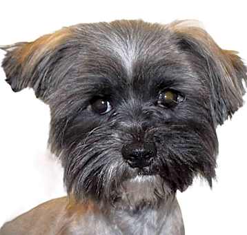 Photo of Poppy