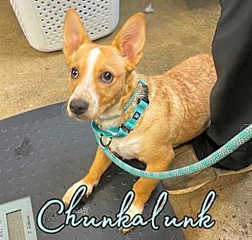 Photo of Chunkalunk