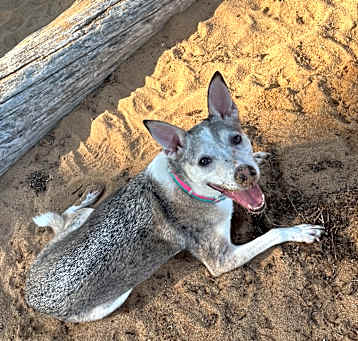 Photo of Gypsy