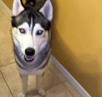 Photo of Apollo