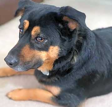 Photo of Barkley