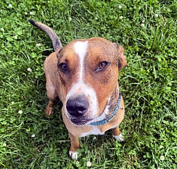 Photo of Whiskey