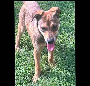 Photo of Scout