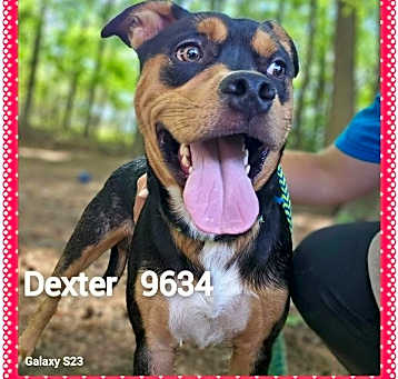 Photo of Dexter (23)
