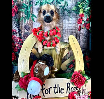Photo of Otis