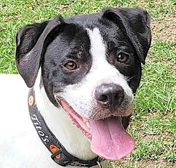 Photo of Spike