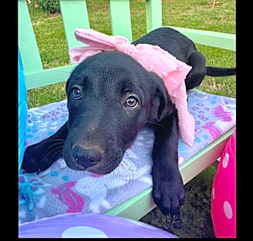 Photo of Mira