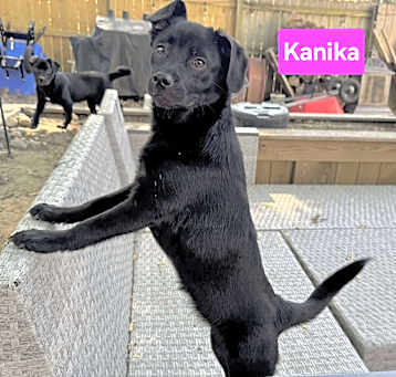 Photo of Kanika