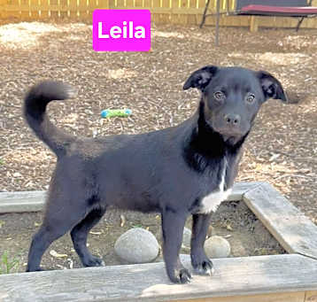 Photo of Leila