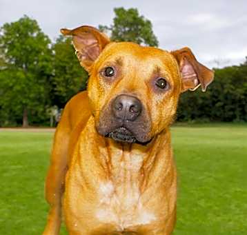 Photo of SHILOH