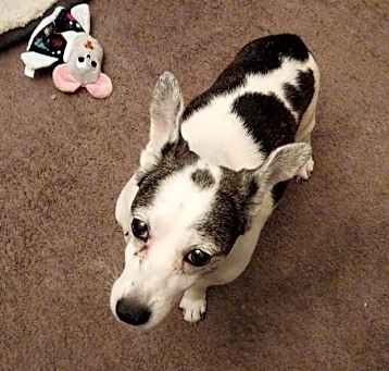 Photo of Dexter