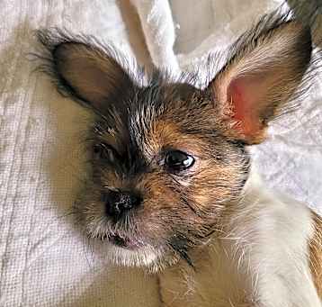 Photo of Bugsy
