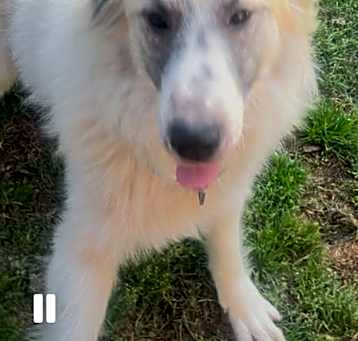 Photo of Diesel