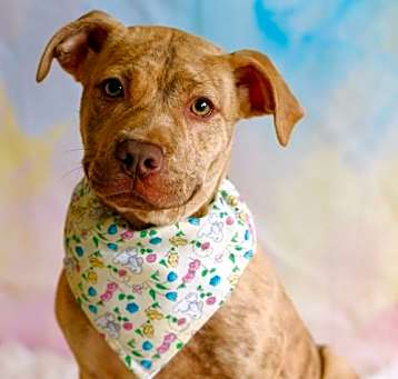 Photo of Nitro