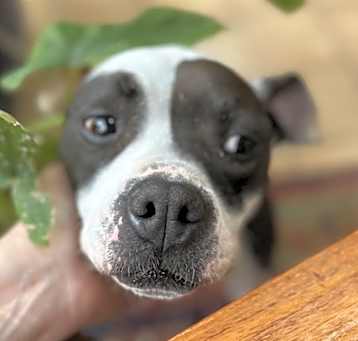 Photo of Molly