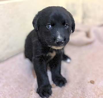 Photo of Dinky 5 of 6
