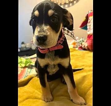 Photo of Fiddle