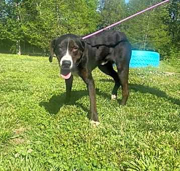 Photo of Scout