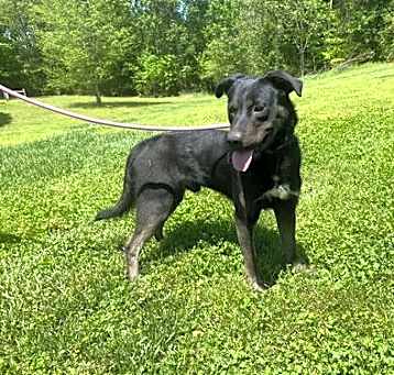Photo of Dodge