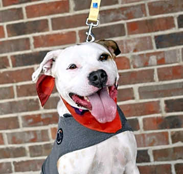 Photo of Snoop