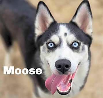 Photo of Moose 250291