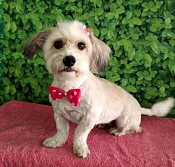 Photo of ROSE