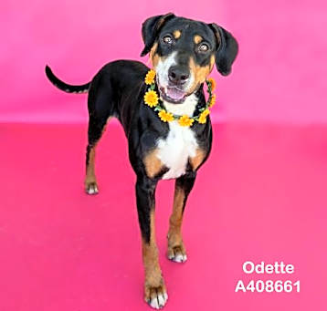 Photo of ODETTE