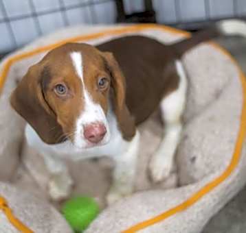 Photo of Winston