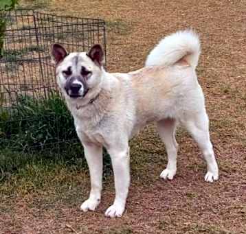 Photo of KOJA