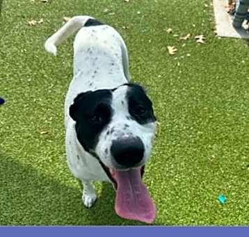 Photo of Patch