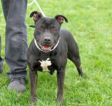 Photo of ONYX