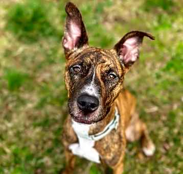 Photo of Tulip