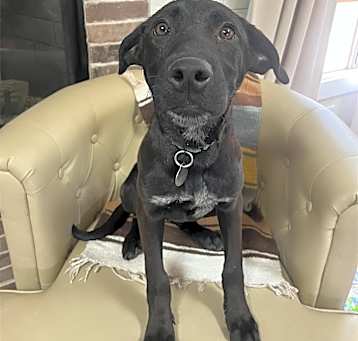 Photo of Krypto