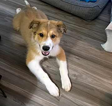 Photo of Banjo