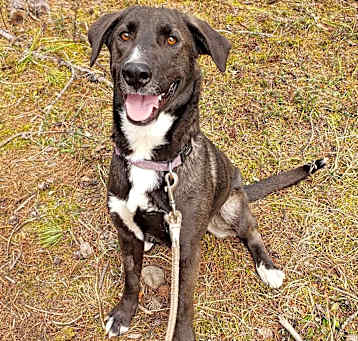 Photo of Lucky