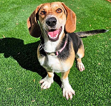 Photo of slinky