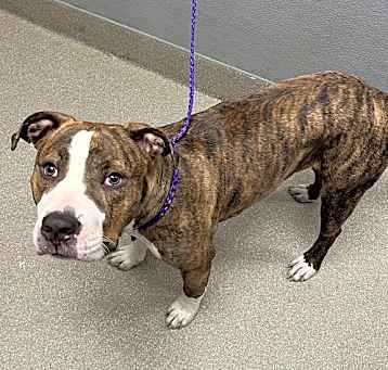 Photo of *HARVEY