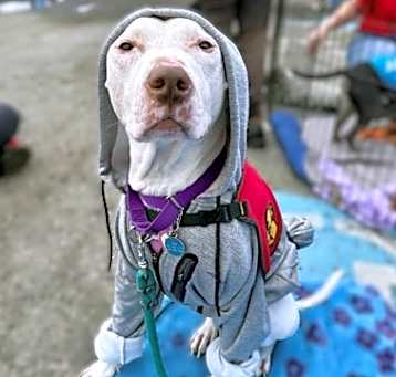 Photo of Dobby