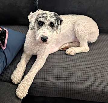 Photo of Lady