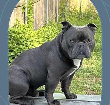 Photo of Blu