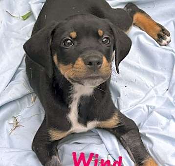 Photo of WIND