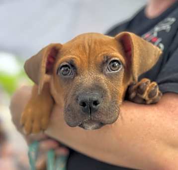 Photo of Grits / Scrappy-Doo