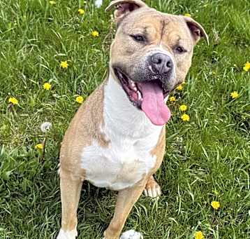 Photo of Starsky