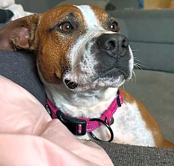 Photo of Cujo