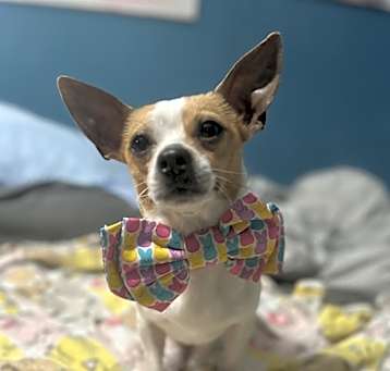 Photo of Waffles