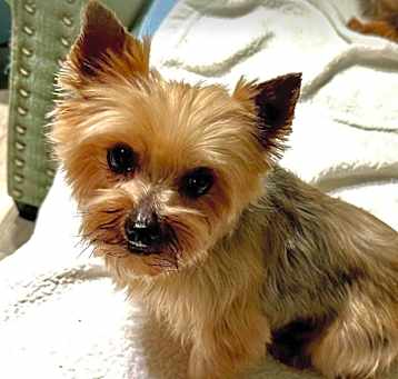 Photo of Mazie