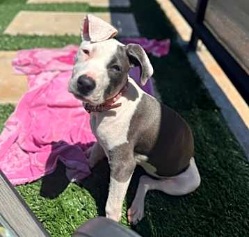 Photo of Bonnie