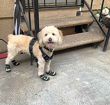 Photo of Marley