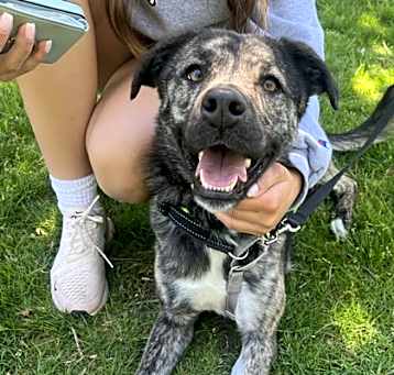 Photo of Roselee - Available in Foster